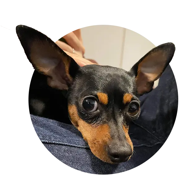 愛犬まろん